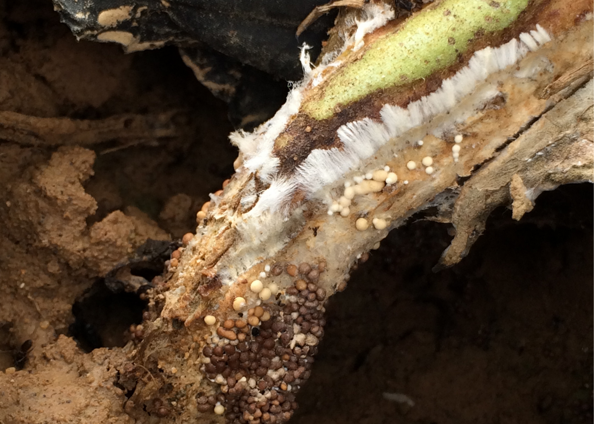 tomato stem with southern blight.